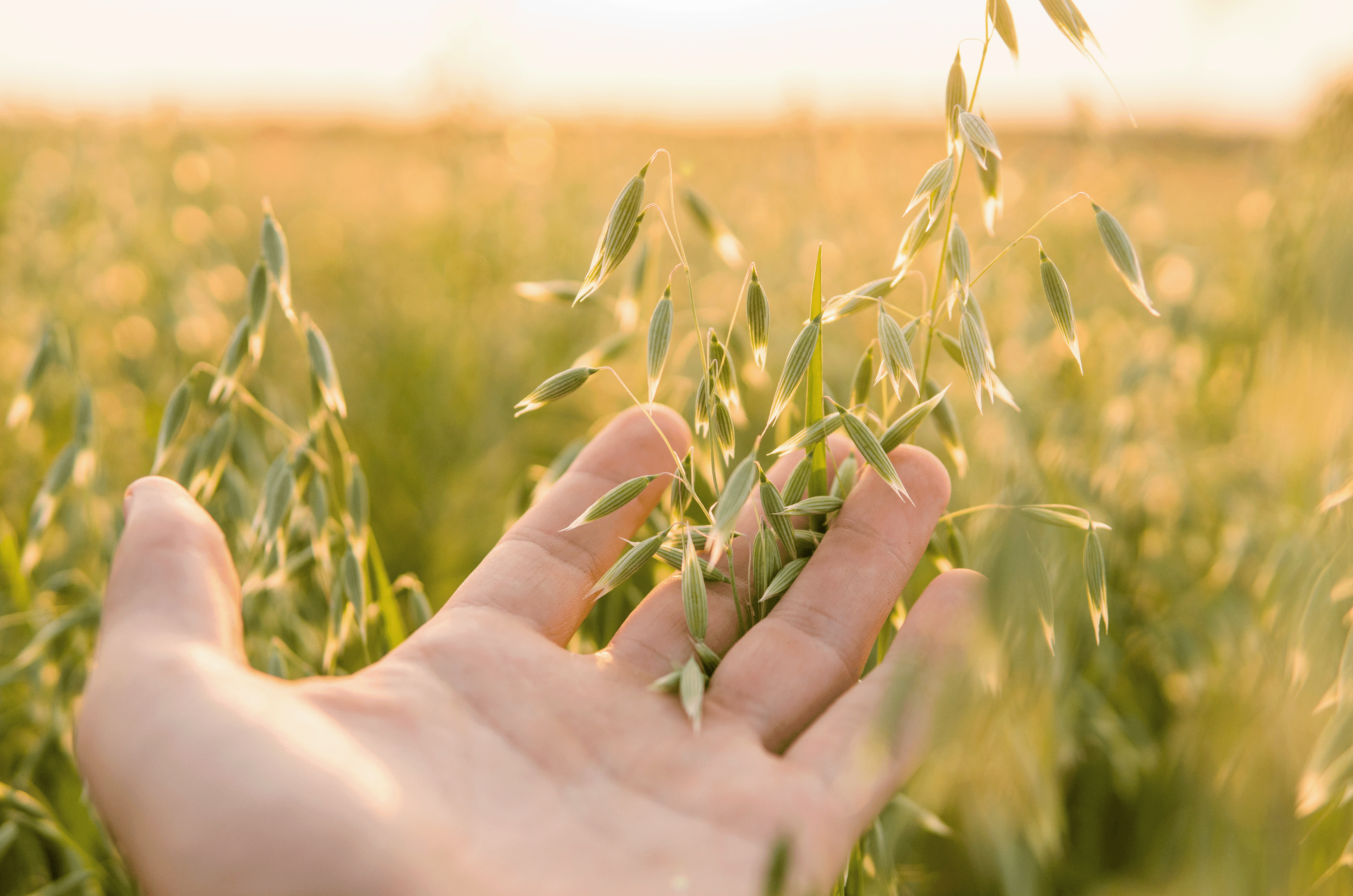 Eine Hand hält Haferpflanze in die Kamera, der Ursprung Beta-Glucans.